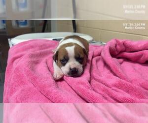 American Staffordshire Terrier-Unknown Mix Dogs for adoption in Ocala, FL, USA