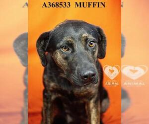 German Shepherd Dog-Unknown Mix Dogs for adoption in Stockton, CA, USA