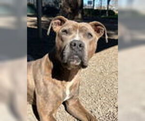 American Pit Bull Terrier Dogs for adoption in Woodland, CA, USA