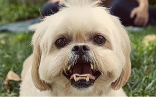 Shih Tzu Dogs for adoption in Asheville, NC, USA