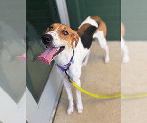 American Foxhound-Unknown Mix Dogs for adoption in Waterford, VA, USA
