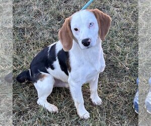 Medium Photo #1 Beagle Puppy For Sale in Batavia, OH, USA