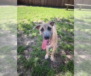 Black Mouth Cur-Unknown Mix Dogs for adoption in Plano, TX, USA