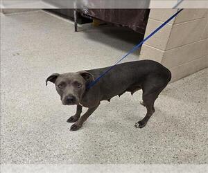 American Pit Bull Terrier-Unknown Mix Dogs for adoption in Conroe, TX, USA