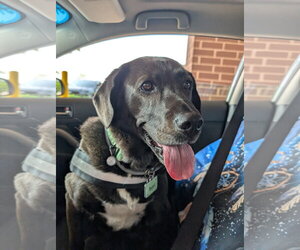 Labrador Retriever-Unknown Mix Dogs for adoption in Plainfield, IL, USA
