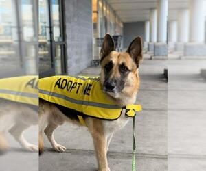 German Shepherd Dog Dogs for adoption in Southampton, NY, USA