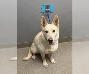 Medium Photo #1 German Shepherd Dog-Unknown Mix Puppy For Sale in Las Vegas, NV, USA
