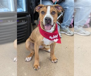 American Bulldog-Unknown Mix Dogs for adoption in Germantown, OH, USA