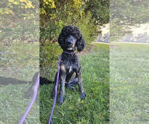 Poodle (Standard)-Unknown Mix Dogs for adoption in Thomasville, NC, USA