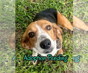 Beagle Dogs for adoption in Dunnellon, FL, USA