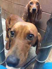 Basschshund Dogs for adoption in Glen Haven, WI, USA
