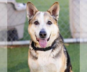 German Shepherd Dog-Unknown Mix Dogs for adoption in Camarillo, CA, USA