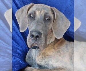 Great Dane Dogs for adoption in Cuba, NY, USA
