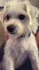 Cairn Terrier Dogs for adoption in Rockford, IL, USA