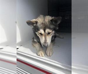 Siberian Husky Dogs for adoption in Houston, TX, USA