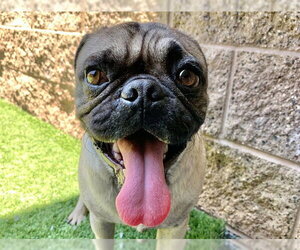 Pug-Unknown Mix Dogs for adoption in Moreno Valley, CA, USA