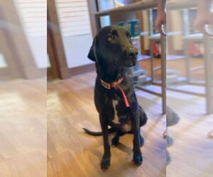 Labrador Retriever-Unknown Mix Dogs for adoption in Columbus, IN, USA