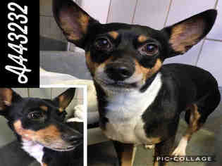 Rat Terrier Dogs for adoption in San Antonio, TX, USA