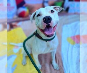 Staffordshire Bull Terrier Dogs for adoption in Long Beach, CA, USA