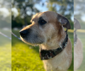 Mutt Dogs for adoption in Brooklyn Center, MN, USA