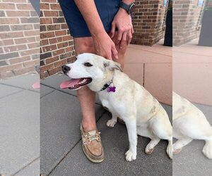 Sheprador Dogs for adoption in Crystal, MN, USA
