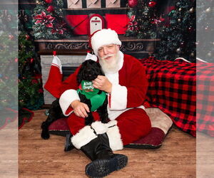 Bassetoodle Dogs for adoption in Brooklyn Center, MN, USA