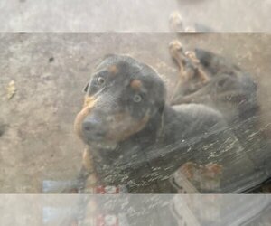 Rottweiler Dogs for adoption in San Antonio, TX, USA