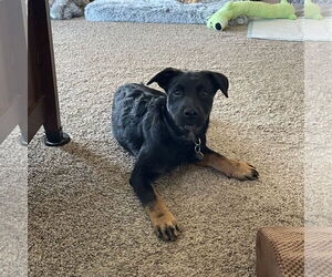 Labrador Retriever-Unknown Mix Dogs for adoption in Fargo, ND, USA