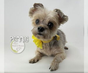 Mutt Dogs for adoption in Benton, LA, USA