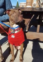 American Pit Bull Terrier-Unknown Mix Dogs for adoption in Rome, GA, USA