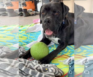 Mastiff Dogs for adoption in Goodyear, AZ, USA