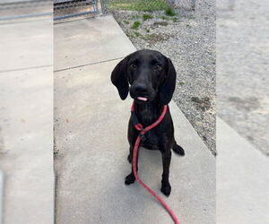 Mutt Dogs for adoption in Palmetto, FL, USA