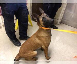 Mutt Dogs for adoption in Riverside, CA, USA