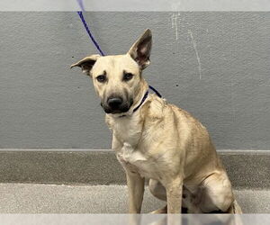 German Shepherd Dog-Unknown Mix Dogs for adoption in Las Vegas, NV, USA