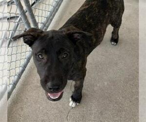 Holland Shepherd Dogs for adoption in Bakersfield, CA, USA