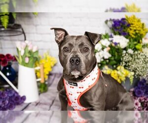 American Pit Bull Terrier-Unknown Mix Dogs for adoption in Minneapolis, MN, USA