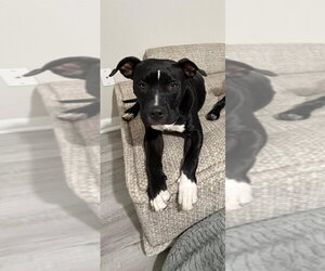 American Bulldog-Unknown Mix Dogs for adoption in Sanford, FL, USA