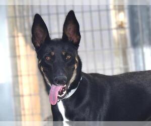 German Shepherd Dog-Unknown Mix Dogs for adoption in Las Vegas, NV, USA