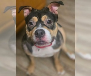 American Bulldog Dogs for adoption in Menifee, CA, USA