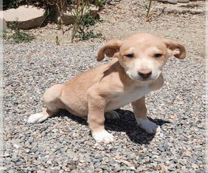 American Pit Bull Terrier-Basset Hound Mix Dogs for adoption in Salt Lake City, UT, USA