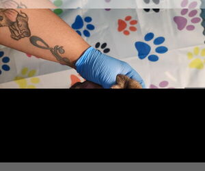 German Shepherd Dog Dogs for adoption in Houston, TX, USA