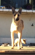 German Shepherd Dog Dogs for adoption in San Jose, CA, USA