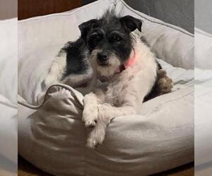 Havanese Dogs for adoption in Dallas, TX, USA