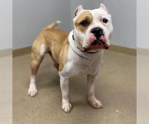 American Bulldog-Unknown Mix Dogs for adoption in Aurora, CO, USA