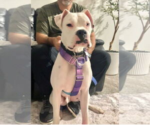 Boxer Dogs for adoption in Woodbury, MN, USA