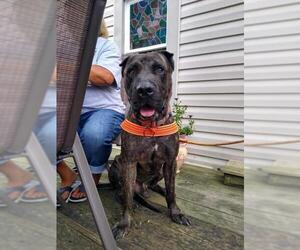Presa Canario Dogs for adoption in Belleville, MI, USA