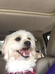Lhasa-Poo Dogs for adoption in Hedgesville, WV, USA