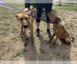 Shollie Dogs for adoption in San Martin, CA, USA