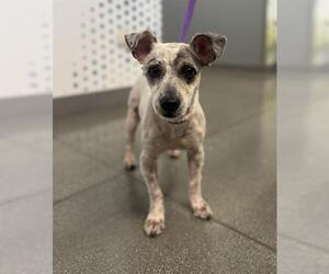 Mutt Dogs for adoption in San Martin, CA, USA