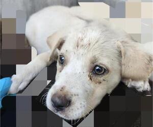 American Staffordshire Terrier-Unknown Mix Dogs for adoption in San Antonio, TX, USA